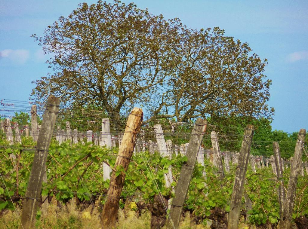 Villa Oeno-tonneaux Lugny Esterno foto