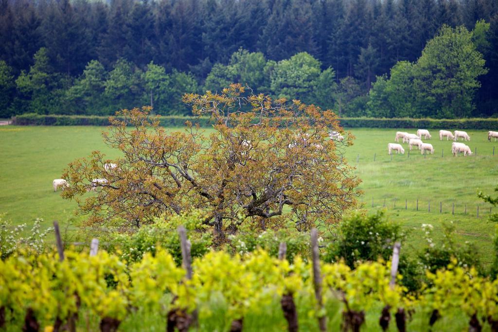 Villa Oeno-tonneaux Lugny Esterno foto